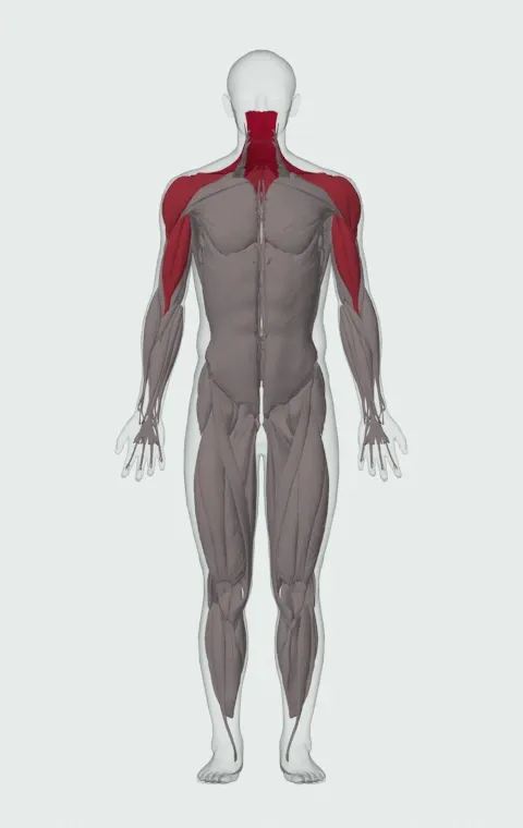 Smith Machine Upright Row: the muscles it trains, from the front. Primary — Upper Trapezius, Middle Trapezius and Lower Trapezius. Also worked — Long Head, Short Head, Rhomboid Major, Rhomboid Minor and 3 more.