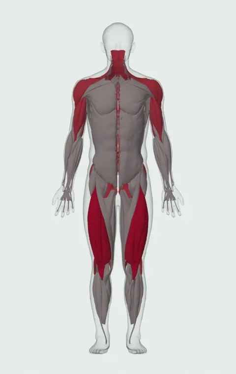 Snatch: the muscles it trains, from the front. Primary — Rectus Femoris, Vastus Lateralis, Vastus Medialis and Vastus Intermedius. Also worked — Long Head, Short Head, Gluteus Maximus, Gluteus Medius and 15 more.
