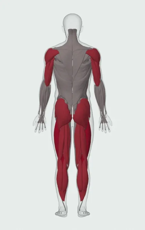 Snatch Balance: the muscles it trains, from behind. Primary — Rectus Femoris, Vastus Lateralis, Vastus Medialis and Vastus Intermedius. Also worked — Gastrocnemius, Soleus, Gluteus Maximus, Gluteus Medius and 11 more.