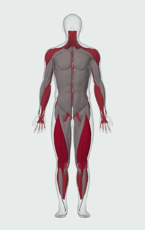 Snatch from Blocks: the muscles it trains, from the front. Primary — Rectus Femoris, Vastus Lateralis, Vastus Medialis and Vastus Intermedius. Also worked — Gastrocnemius, Soleus, Forearm Flexors, Forearm Extensors and 17 more.
