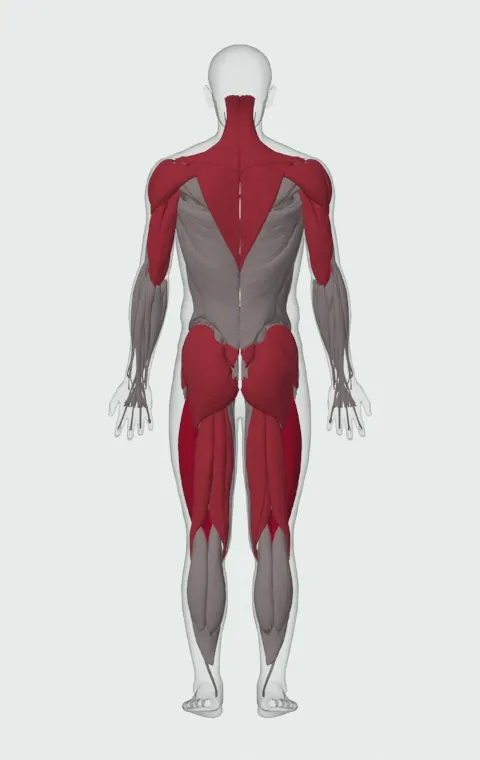 Snatch: the muscles it trains, from behind. Primary — Rectus Femoris, Vastus Lateralis, Vastus Medialis and Vastus Intermedius. Also worked — Long Head, Short Head, Gluteus Maximus, Gluteus Medius and 15 more.
