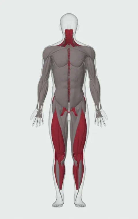 Snatch Pull: the muscles it trains, from the front. Primary — Biceps Femoris (Long Head), Biceps Femoris (Short Head), Semitendinosus and Semimembranosus. Also worked — Gastrocnemius, Soleus, Gluteus Maximus, Gluteus Medius and 9 more.