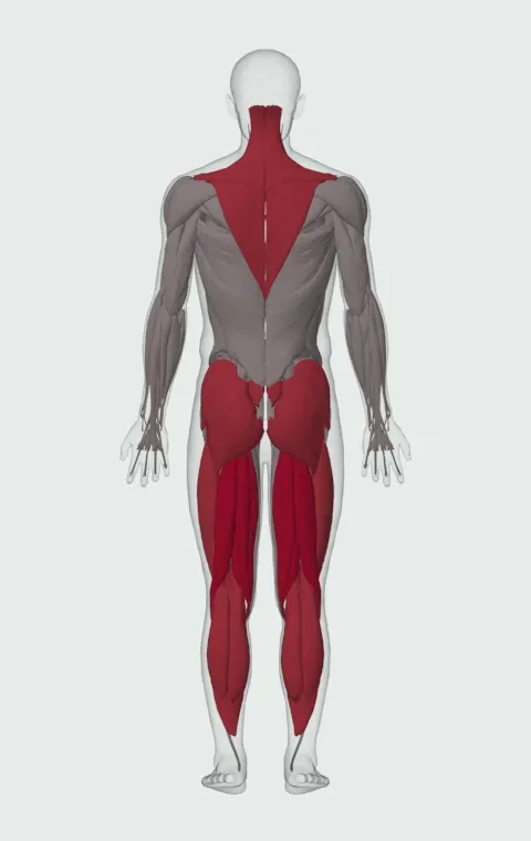 Snatch Pull: the muscles it trains, from behind. Primary — Biceps Femoris (Long Head), Biceps Femoris (Short Head), Semitendinosus and Semimembranosus. Also worked — Gastrocnemius, Soleus, Gluteus Maximus, Gluteus Medius and 9 more.
