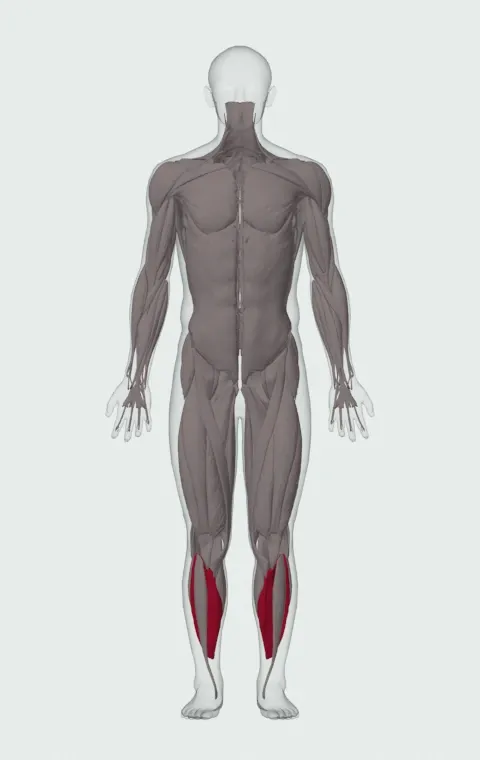 Soleus highlighted on an anatomical figure, from the front.