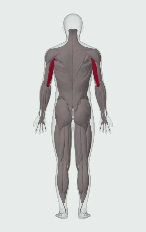 Speed Band Overhead Triceps Extension: the muscles it trains, from behind. Primary — Long Head.