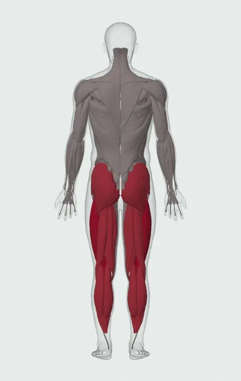 Speed Box Squat: the muscles it trains, from behind. Primary — Rectus Femoris, Vastus Lateralis, Vastus Medialis and Vastus Intermedius. Also worked — Gastrocnemius, Soleus, Gluteus Maximus, Gluteus Medius and 5 more.