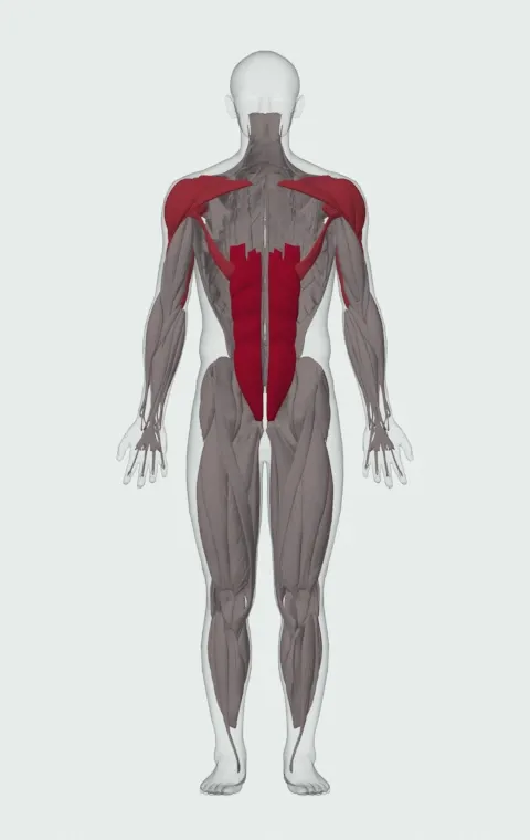 Spider Crawl: the muscles it trains, from the front. Primary — Rectus Abdominis. Also worked — Clavicular Head, Sternocostal Head, Abdominal Head, Anterior Deltoid and 5 more. Sternocostal Head is lifted away in this view to show what lies beneath.