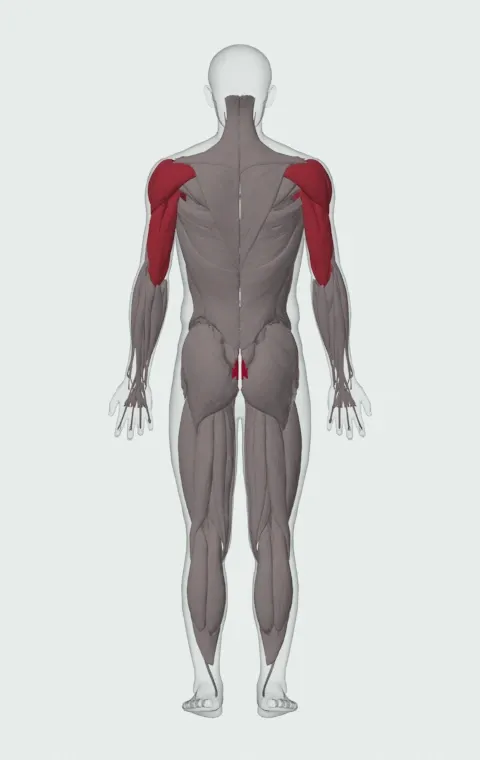 Spider Crawl: the muscles it trains, from behind. Primary — Rectus Abdominis. Also worked — Clavicular Head, Sternocostal Head, Abdominal Head, Anterior Deltoid and 5 more.