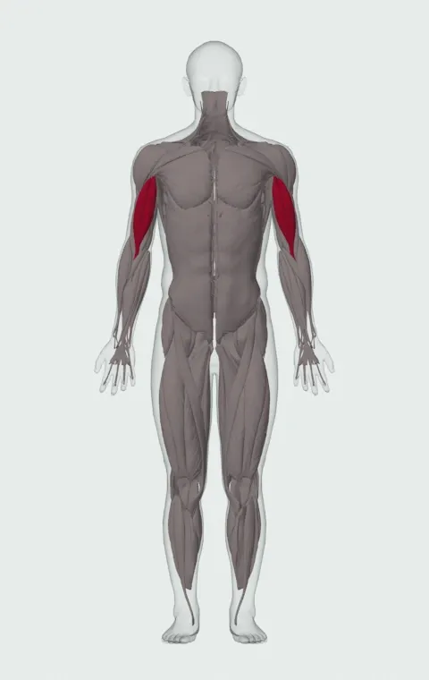 Spider Curl: the muscles it trains, from the front. Primary — Long Head and Short Head.