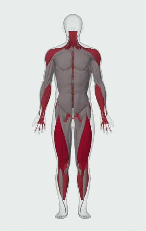 Split Clean: the muscles it trains, from the front. Primary — Rectus Femoris, Vastus Lateralis, Vastus Medialis and Vastus Intermedius. Also worked — Gastrocnemius, Soleus, Forearm Flexors, Forearm Extensors and 14 more.