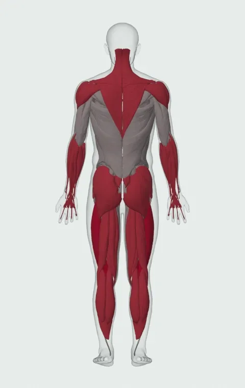 Split Clean: the muscles it trains, from behind. Primary — Rectus Femoris, Vastus Lateralis, Vastus Medialis and Vastus Intermedius. Also worked — Gastrocnemius, Soleus, Forearm Flexors, Forearm Extensors and 14 more.