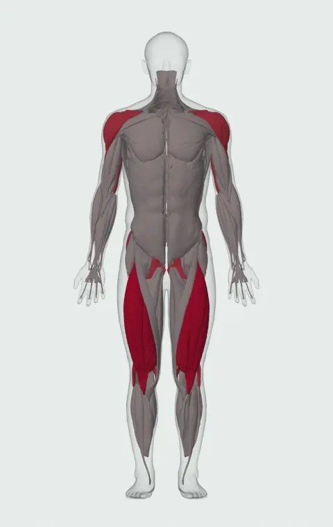 Split Jerk: the muscles it trains, from the front. Primary — Rectus Femoris, Vastus Lateralis, Vastus Medialis and Vastus Intermedius. Also worked — Gluteus Maximus, Gluteus Medius, Gluteus Minimus, Biceps Femoris (Long Head) and 9 more.