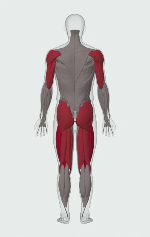Split Jerk: the muscles it trains, from behind. Primary — Rectus Femoris, Vastus Lateralis, Vastus Medialis and Vastus Intermedius. Also worked — Gluteus Maximus, Gluteus Medius, Gluteus Minimus, Biceps Femoris (Long Head) and 9 more.