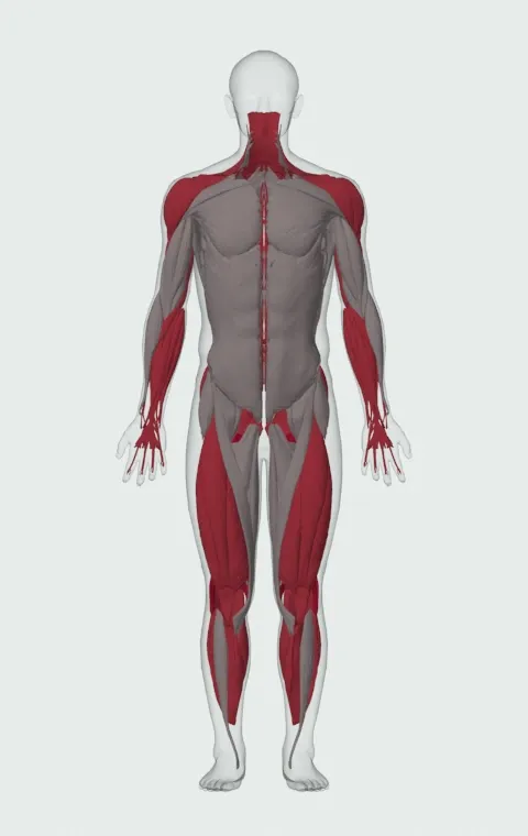 Split Snatch: the muscles it trains, from the front. Primary — Biceps Femoris (Long Head), Biceps Femoris (Short Head), Semitendinosus and Semimembranosus. Also worked — Gastrocnemius, Soleus, Forearm Flexors, Forearm Extensors and 17 more.