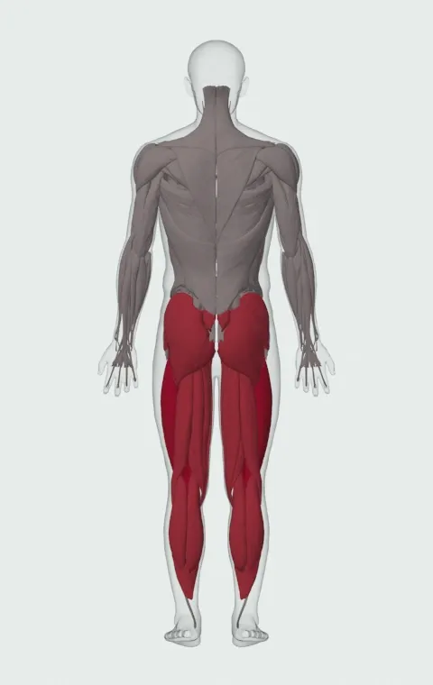 Squat with Bands: the muscles it trains, from behind. Primary — Rectus Femoris, Vastus Lateralis, Vastus Medialis and Vastus Intermedius. Also worked — Adductor Magnus, Adductor Longus, Adductor Brevis, Gracilis and 10 more.