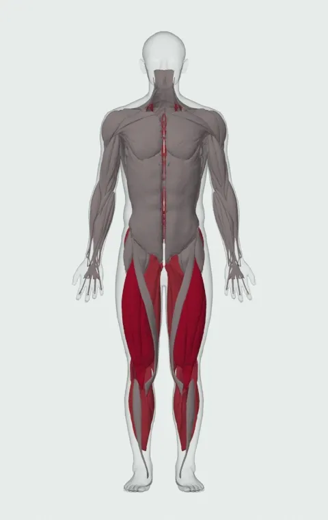 Squat with Chains: the muscles it trains, from the front. Primary — Rectus Femoris, Vastus Lateralis, Vastus Medialis and Vastus Intermedius. Also worked — Adductor Magnus, Adductor Longus, Adductor Brevis, Gracilis and 10 more.