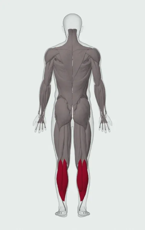Standing Barbell Calf Raise: the muscles it trains, from behind. Primary — Gastrocnemius and Soleus.