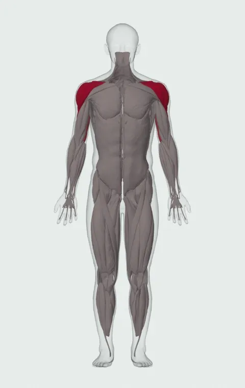 Standing Barbell Press Behind Neck: the muscles it trains, from the front. Primary — Anterior Deltoid, Lateral Deltoid and Posterior Deltoid. Also worked — Long Head, Lateral Head and Medial Head.