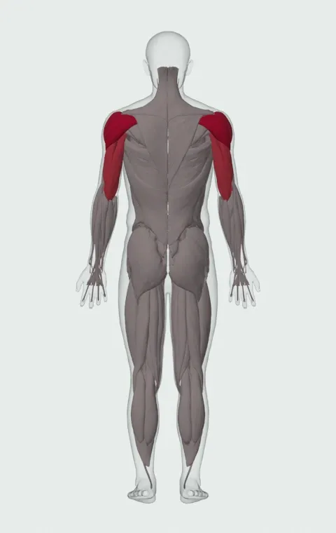 Standing Barbell Press Behind Neck: the muscles it trains, from behind. Primary — Anterior Deltoid, Lateral Deltoid and Posterior Deltoid. Also worked — Long Head, Lateral Head and Medial Head.