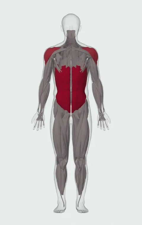 Standing Cable Lift: the muscles it trains, from the front. Primary — Rectus Abdominis, External Oblique and Internal Oblique. Also worked — Anterior Deltoid, Lateral Deltoid and Posterior Deltoid.