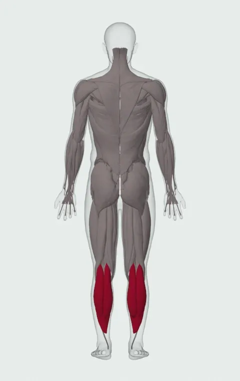 Standing Dumbbell Calf Raise: the muscles it trains, from behind. Primary — Gastrocnemius and Soleus.