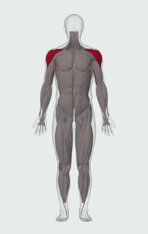 Standing Dumbbell Press: the muscles it trains, from the front. Primary — Anterior Deltoid, Lateral Deltoid and Posterior Deltoid. Also worked — Long Head, Lateral Head and Medial Head.