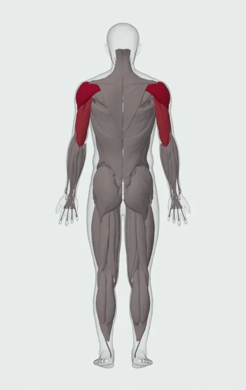 Standing Dumbbell Press: the muscles it trains, from behind. Primary — Anterior Deltoid, Lateral Deltoid and Posterior Deltoid. Also worked — Long Head, Lateral Head and Medial Head.