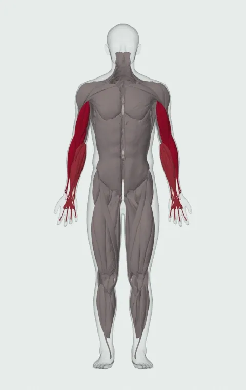 Standing Dumbbell Reverse Curl: the muscles it trains, from the front. Primary — Long Head, Short Head, Brachialis and Brachioradialis. Also worked — Forearm Flexors and Forearm Extensors.