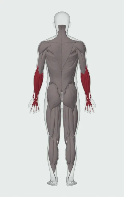 Standing Dumbbell Reverse Curl: the muscles it trains, from behind. Primary — Long Head, Short Head, Brachialis and Brachioradialis. Also worked — Forearm Flexors and Forearm Extensors.