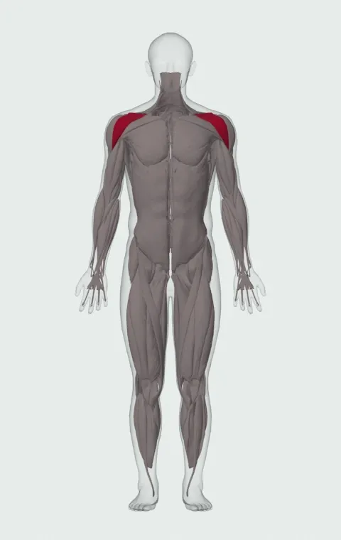 Standing Front Barbell Raise Over Head: the muscles it trains, from the front. Primary — Anterior Deltoid.