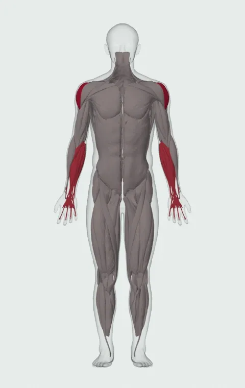 Standing Low-Pulley Deltoid Raise: the muscles it trains, from the front. Primary — Lateral Deltoid. Also worked — Forearm Flexors and Forearm Extensors.