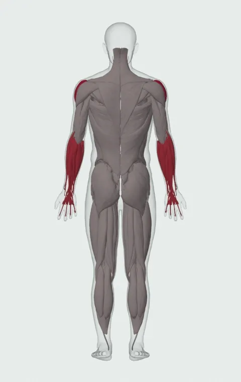 Standing Low-Pulley Deltoid Raise: the muscles it trains, from behind. Primary — Lateral Deltoid. Also worked — Forearm Flexors and Forearm Extensors.