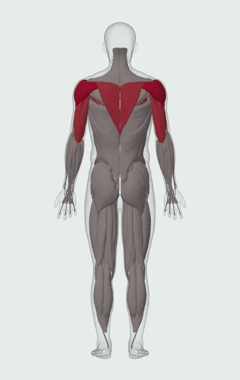 Standing Overhead Press: the muscles it trains, from behind. Primary — Anterior Deltoid, Lateral Deltoid and Posterior Deltoid. Also worked — Long Head, Lateral Head, Medial Head, Serratus Anterior and 1 more.