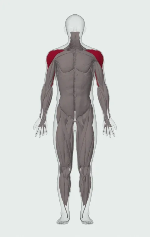 Standing Palm-In One-Arm Dumbbell Press: the muscles it trains, from the front. Primary — Anterior Deltoid, Lateral Deltoid and Posterior Deltoid. Also worked — Long Head, Lateral Head and Medial Head.