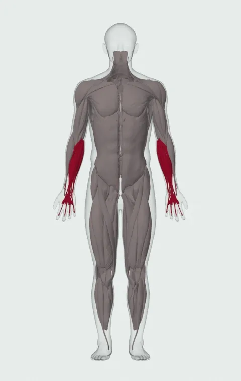 Standing Palms-Up Barbell Behind The Back Wrist Curl: the muscles it trains, from the front. Primary — Forearm Flexors. Also worked — Forearm Extensors.