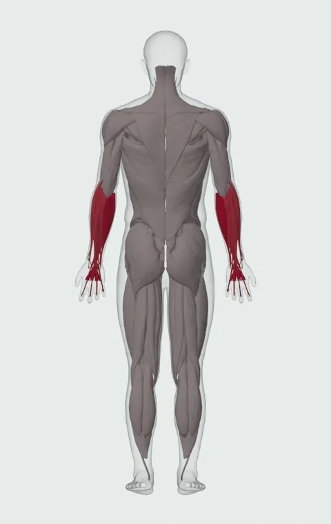 Standing Palms-Up Barbell Behind The Back Wrist Curl: the muscles it trains, from behind. Primary — Forearm Flexors. Also worked — Forearm Extensors.