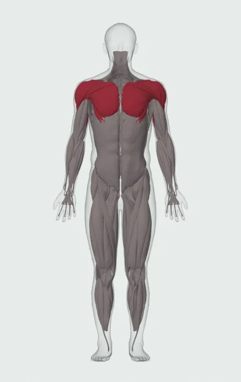 Standing Single-Arm Low-Pulley Triceps Extension: the muscles it trains, from the front. Primary — Long Head. Also worked — Clavicular Head, Sternocostal Head, Abdominal Head, Anterior Deltoid and 2 more.