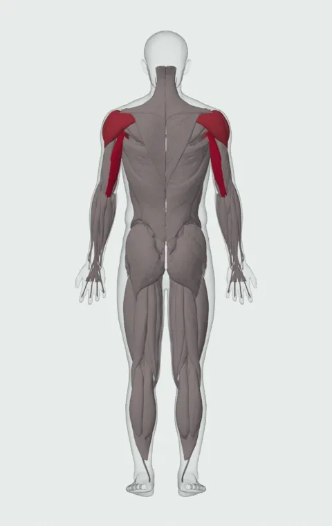 Standing Single-Arm Low-Pulley Triceps Extension: the muscles it trains, from behind. Primary — Long Head. Also worked — Clavicular Head, Sternocostal Head, Abdominal Head, Anterior Deltoid and 2 more.