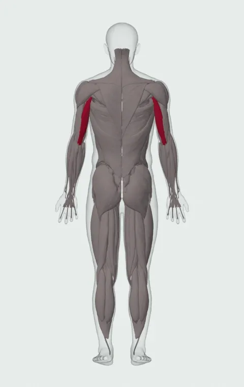 Standing Towel Triceps Extension: the muscles it trains, from behind. Primary — Long Head.