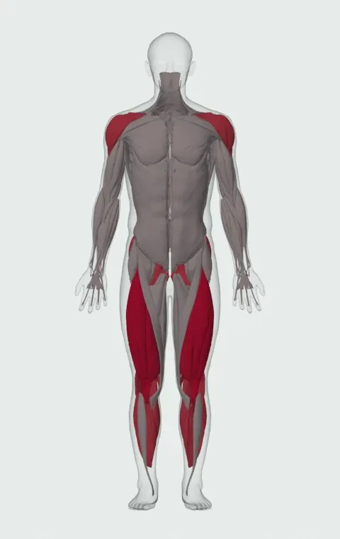 Star Jump: the muscles it trains, from the front. Primary — Rectus Femoris, Vastus Lateralis, Vastus Medialis and Vastus Intermedius. Also worked — Gastrocnemius, Soleus, Gluteus Maximus, Gluteus Medius and 8 more.