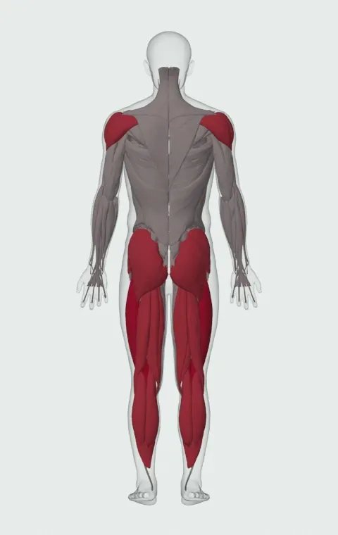 Star Jump: the muscles it trains, from behind. Primary — Rectus Femoris, Vastus Lateralis, Vastus Medialis and Vastus Intermedius. Also worked — Gastrocnemius, Soleus, Gluteus Maximus, Gluteus Medius and 8 more.