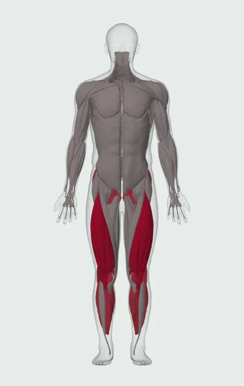 Step Mill: the muscles it trains, from the front. Primary — Rectus Femoris, Vastus Lateralis, Vastus Medialis and Vastus Intermedius. Also worked — Gastrocnemius, Soleus, Gluteus Maximus, Gluteus Medius and 5 more.