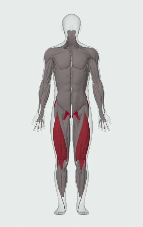 Step-Up with Knee Raise: the muscles it trains, from the front. Primary — Gluteus Maximus, Gluteus Medius and Gluteus Minimus. Also worked — Biceps Femoris (Long Head), Biceps Femoris (Short Head), Semitendinosus, Semimembranosus and 4 more.