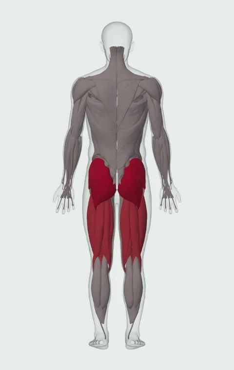 Step-Up with Knee Raise: the muscles it trains, from behind. Primary — Gluteus Maximus, Gluteus Medius and Gluteus Minimus. Also worked — Biceps Femoris (Long Head), Biceps Femoris (Short Head), Semitendinosus, Semimembranosus and 4 more.