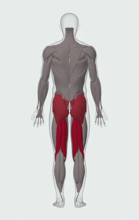 Stiff-Legged Deadlift: the muscles it trains, from behind. Primary — Biceps Femoris (Long Head), Biceps Femoris (Short Head), Semitendinosus and Semimembranosus. Also worked — Gluteus Maximus, Gluteus Medius, Gluteus Minimus and Erector Spinae.