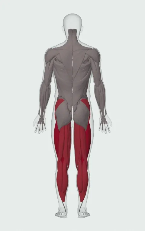Stride Jump Crossover: the muscles it trains, from behind. Primary — Rectus Femoris, Vastus Lateralis, Vastus Medialis and Vastus Intermedius. Also worked — Gluteus Medius, Gluteus Minimus, Tensor Fasciae Latae, Adductor Magnus and 9 more.