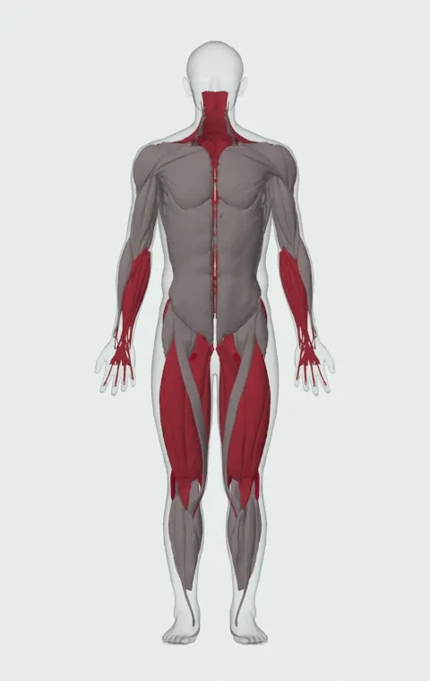Sumo Deadlift: the muscles it trains, from the front. Primary — Biceps Femoris (Long Head), Biceps Femoris (Short Head), Semitendinosus and Semimembranosus. Also worked — Adductor Magnus, Adductor Longus, Adductor Brevis, Gracilis and 15 more.