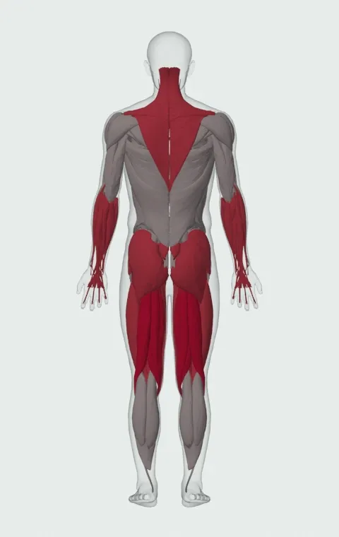 Sumo Deadlift: the muscles it trains, from behind. Primary — Biceps Femoris (Long Head), Biceps Femoris (Short Head), Semitendinosus and Semimembranosus. Also worked — Adductor Magnus, Adductor Longus, Adductor Brevis, Gracilis and 15 more.