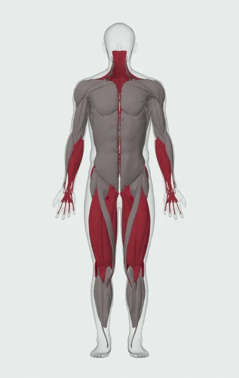 Sumo Deadlift with Bands: the muscles it trains, from the front. Primary — Biceps Femoris (Long Head), Biceps Femoris (Short Head), Semitendinosus and Semimembranosus. Also worked — Adductor Magnus, Adductor Longus, Adductor Brevis, Gracilis and 15 more.