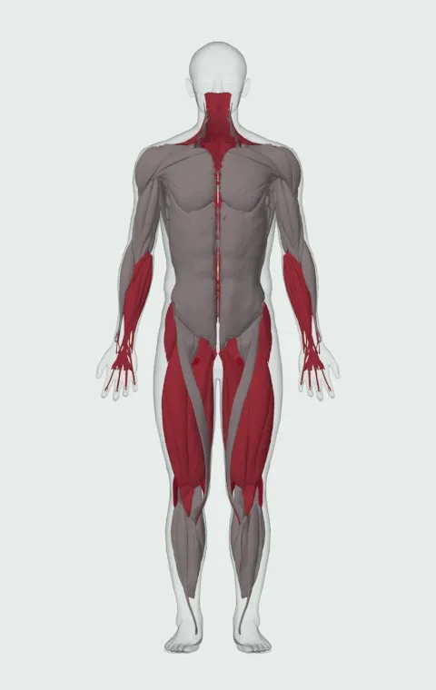 Sumo Deadlift with Chains: the muscles it trains, from the front. Primary — Biceps Femoris (Long Head), Biceps Femoris (Short Head), Semitendinosus and Semimembranosus. Also worked — Gluteus Medius, Gluteus Minimus, Tensor Fasciae Latae, Adductor Magnus and 16 more.